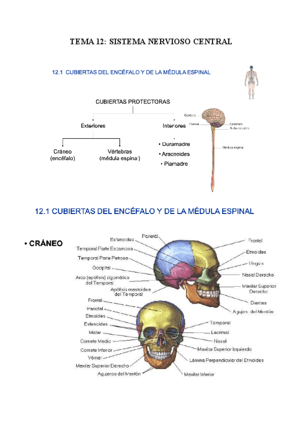 Miniatura del documento TEMA-12-FISIOLOGIA-SISTEMA-NERVIOSO-CENTRAL.pdf