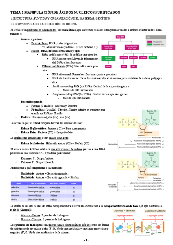 Miniatura del documento INGENIERIA-GENETICA-TEMA-2-MANIPULACION-DE-ACIDOS-NUCLEICOS-PURIFICADOS.pdf