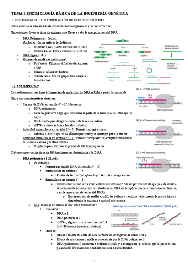 Miniatura del documento INGENIERIA-GENETICA-TEMA-3-ENZIMOLOGIA-BASICA-DE-LA-INGENIERIA-GENETICA.pdf