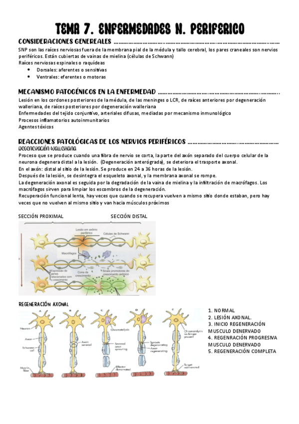 Miniatura del documento 7.-ENFERMEDADES-N.-PERIFERICO.pdf