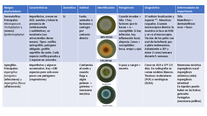 Miniatura del documento TABLAS-RESUMENES-HONGOS.pdf