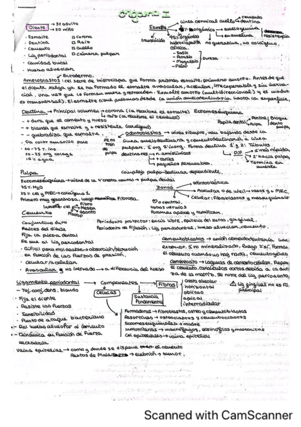 Miniatura del documento Esquemas-Organo-Digestivo.pdf