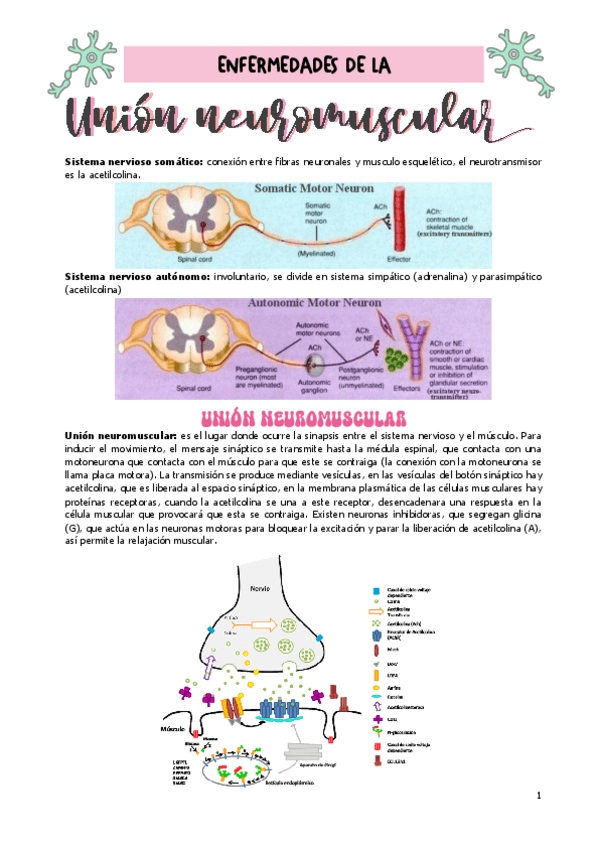 Miniatura del documento Seminario-fisiologia-enfermedades-de-la-union-neuromuscular.pdf