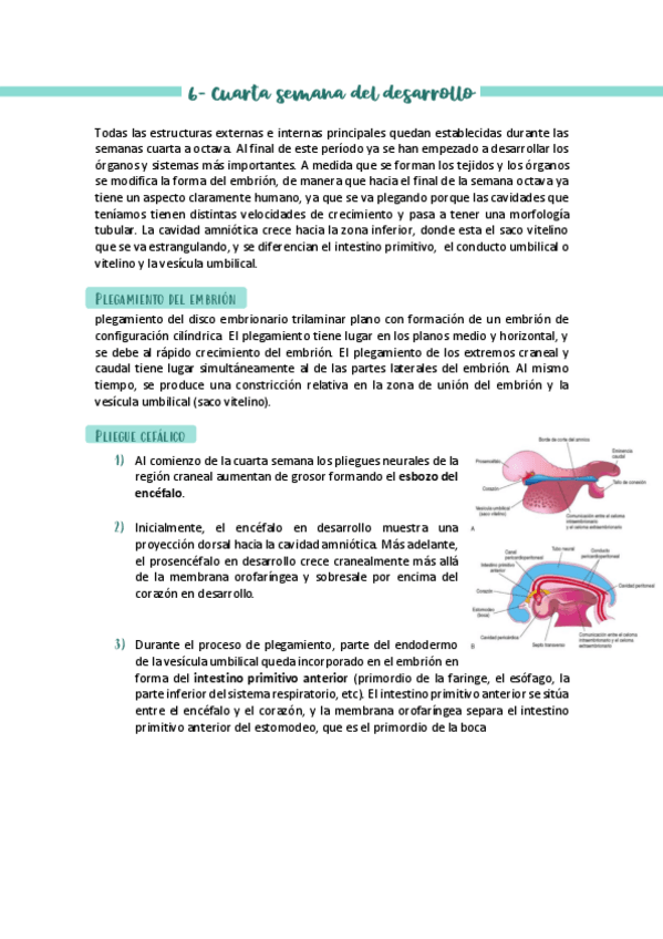 Miniatura del documento Apuntes-embriologia-Tema-6.pdf