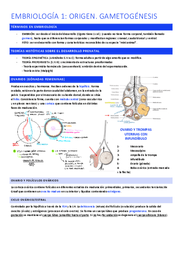 Miniatura del documento Embriologia-completo.pdf