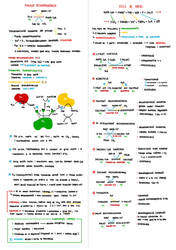 Miniatura del documento esquemes-T5-PDH-i-CK.pdf