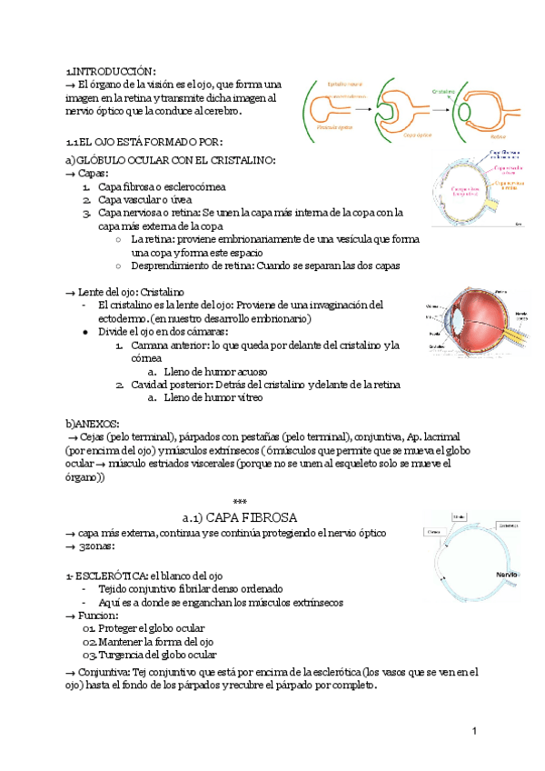 Miniatura del documento ojo.pdf