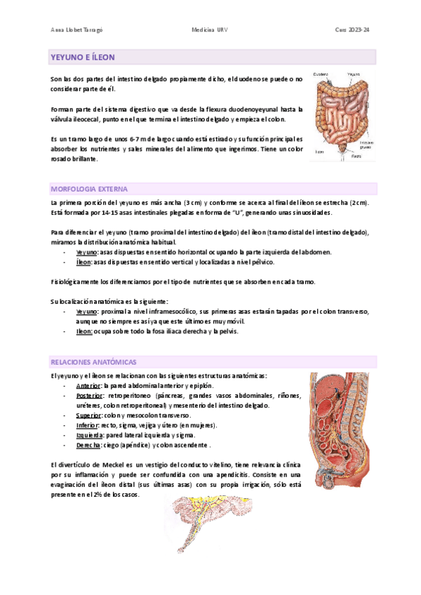 Miniatura del documento YEYUNO-E-ILEON-23-24.pdf