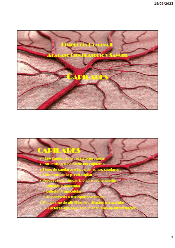 Miniatura del documento Tema-6.-Capilares-y-venas.pdf