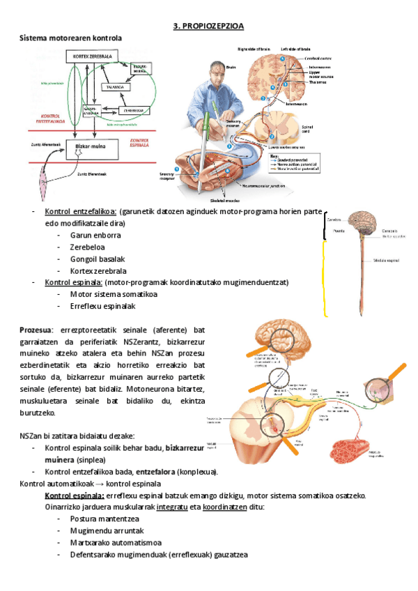 Miniatura del documento 3.-Propiozepzioa.pdf