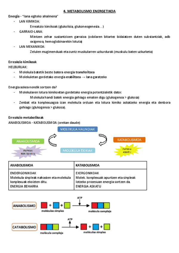 Miniatura del documento 4.-Metabolismo-energetikoa.pdf