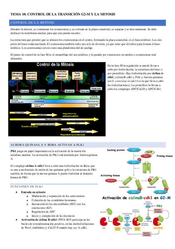 Miniatura del documento TEMA-10.pdf