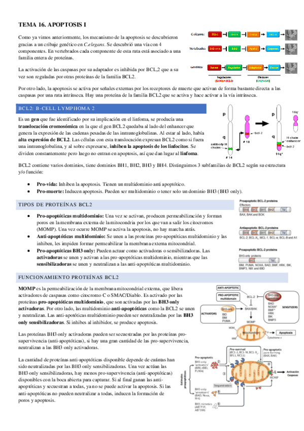Miniatura del documento TEMA-16.pdf