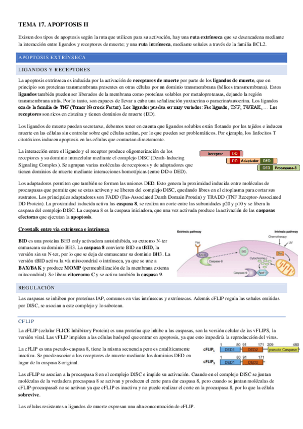 Miniatura del documento TEMA-17.pdf