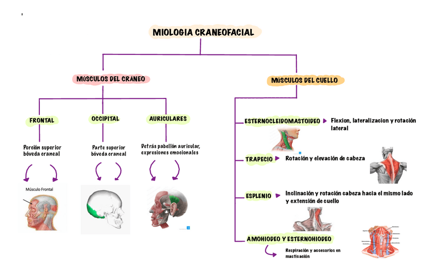 Miniatura del documento Musculos-de-la-cara-y-cuello.pdf