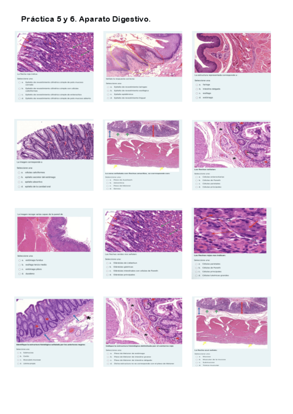 Miniatura del documento Práctica 5. Cuestionario Aparato Digestivo.pdf