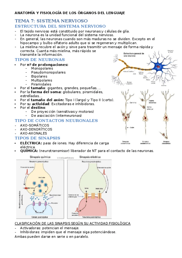 Miniatura del documento ANATOMIA-T7.docx