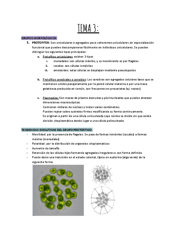 Miniatura del documento TEMA-3-BOTANICA.pdf