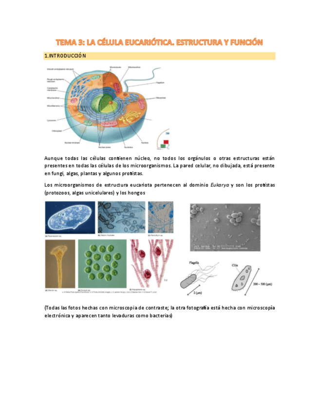 Miniatura del documento TEMA-3.pdf