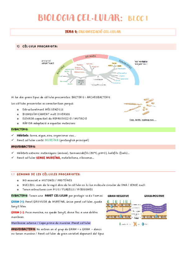 Miniatura del documento BIOLOGIA-CELLULAR-PRIMER-PARCIAL-versio-actualitzada.pdf