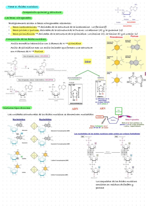Miniatura del documento Bioquimica-Tema-6.-Estructura-De-Los-Acidos-Nucleicos.pdf