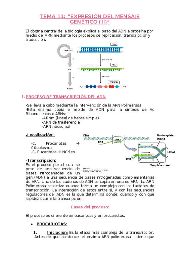 Miniatura del documento 11 Expresión del mensaje genético II.docx