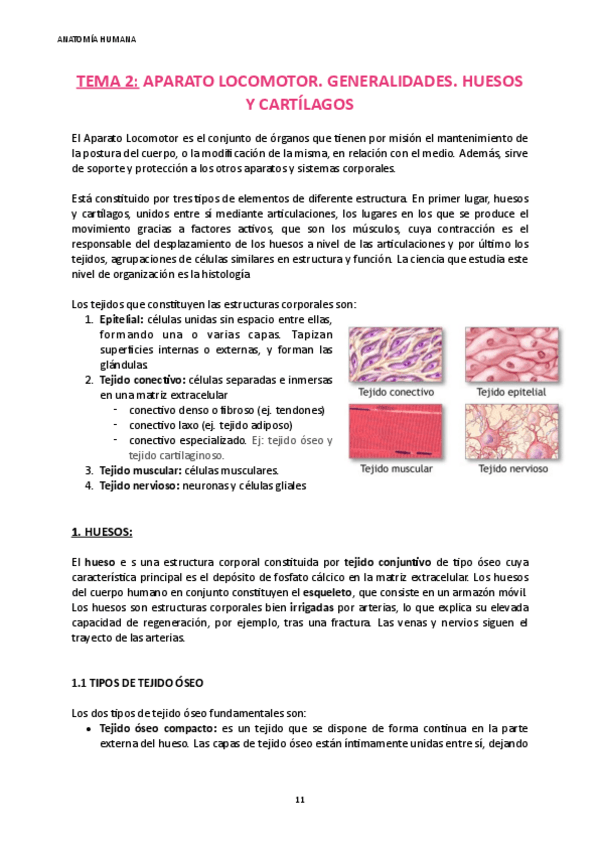 Miniatura del documento Anatomia-tema-2.pdf