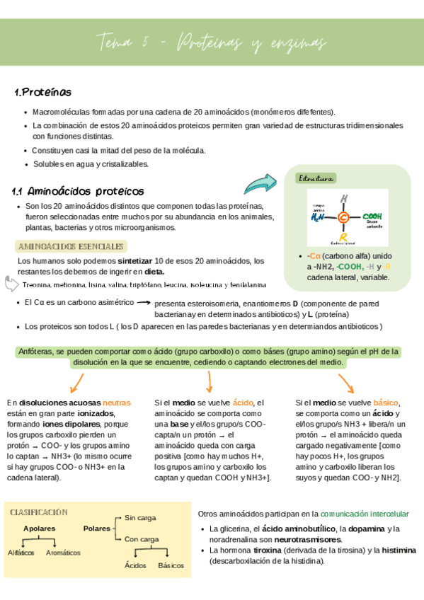 Miniatura del documento tema-5.-Proteinas-y-enzimas.pdf