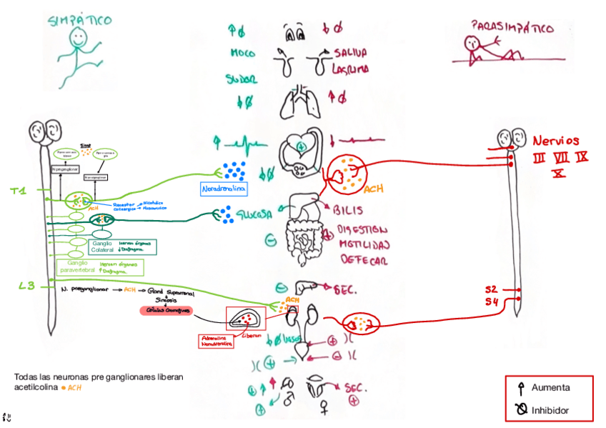 Miniatura del documento SN-AUTONOMO-t7.pdf
