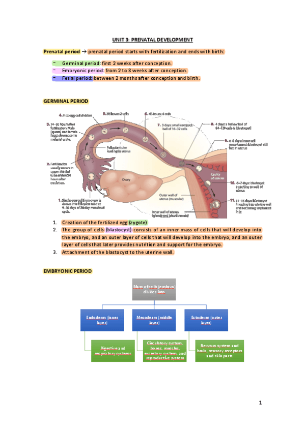 Miniatura del documento Tema-3-Ciclo-Vital-revisado.pdf