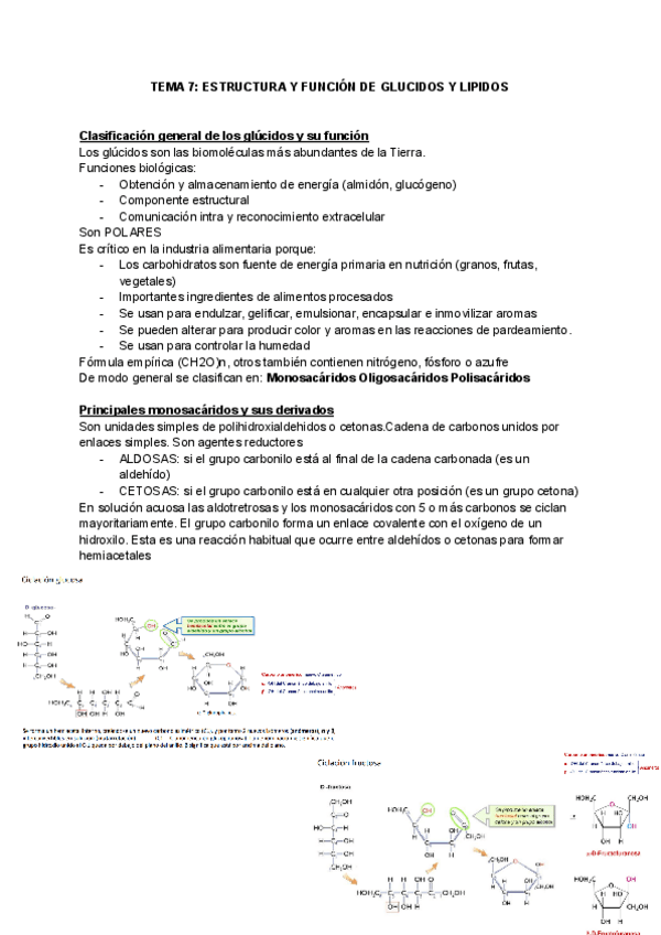 Miniatura del documento TEMA-7-ESTRUCTURA-Y-FUNCION-DE-GLUCIDOS-Y-LIPIDOS.pdf