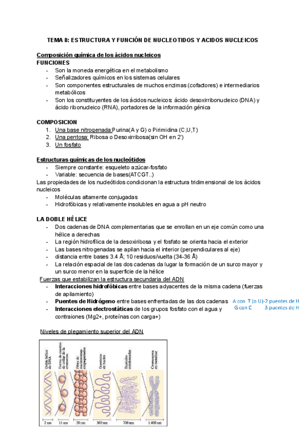 Miniatura del documento TEMA-8-ESTRUCTURA-Y-FUNCION-DE-NUCLEOTIDOS-Y-ACIDOS-NUCLEICOS.pdf