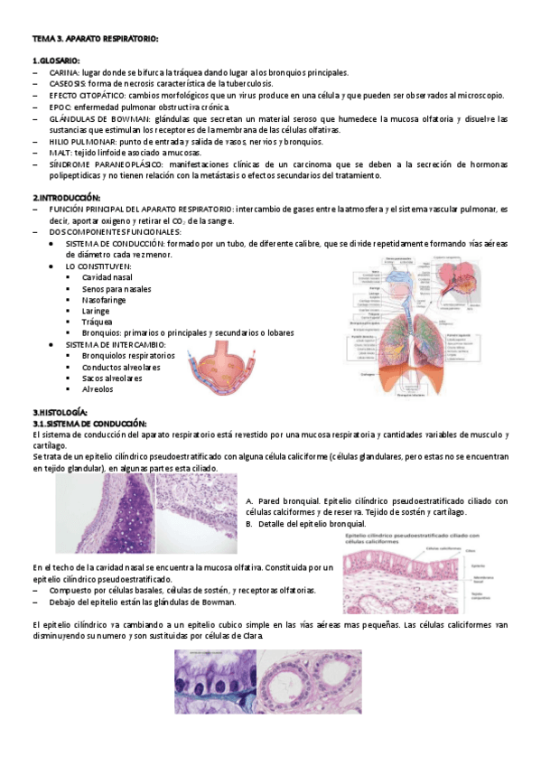 Miniatura del documento TEMA-3-CITO-GENE.pdf
