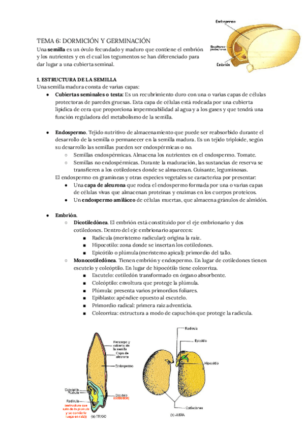 Miniatura del documento TEMA-6-DORMICION-Y-GERMINACION.pdf