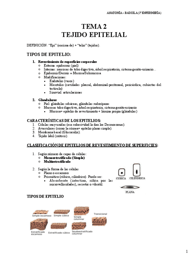 Miniatura del documento Tema-2-Tejido-Epitelial.pdf