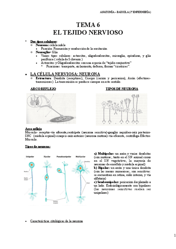 Miniatura del documento Tema-6-Tejido-Nervioso.pdf