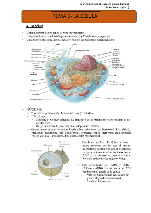 Miniatura del documento Tema-1-La-celula.pdf