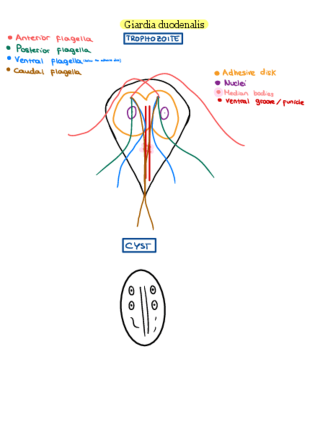 Miniatura del documento Ciclos-biologicos-parcial.pdf