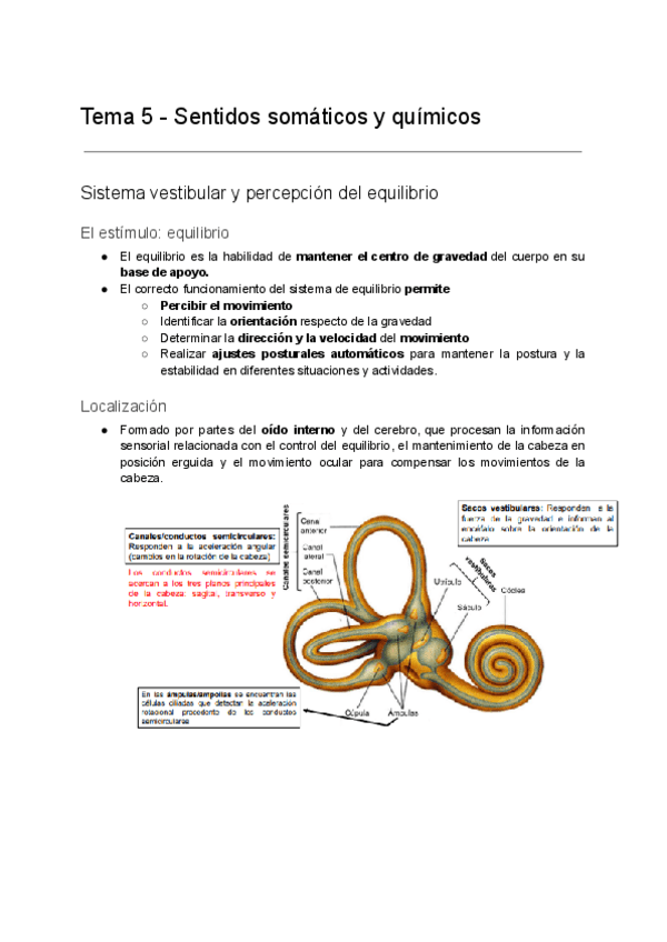 Miniatura del documento Tema-5-Sentidos-somaticos-y-quimicos.pdf