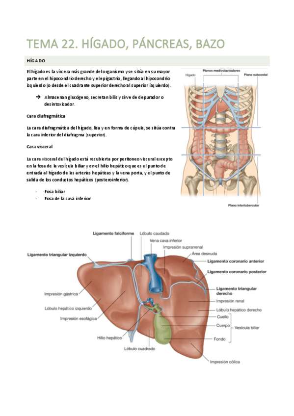 Miniatura del documento TEMA-22.-Higado-pancreas-bazo.pdf