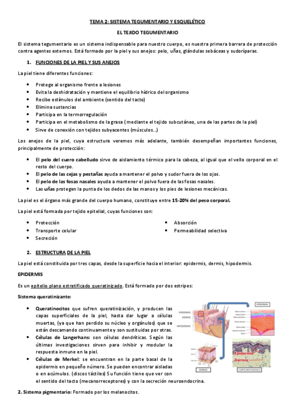 Miniatura del documento TEMA-2-APUNTES-Y-SEMINARIOS.pdf