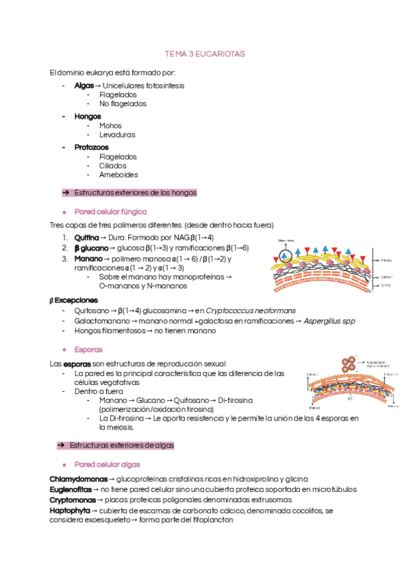 Miniatura del documento Tema-3-eucariotas.pdf