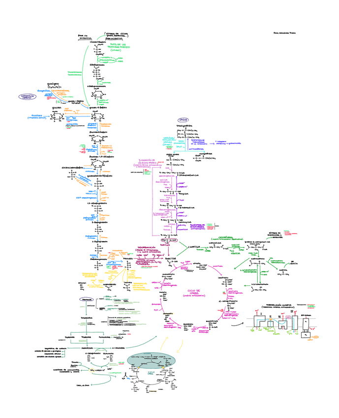 Miniatura del documento Esquema-metabolismo.pdf