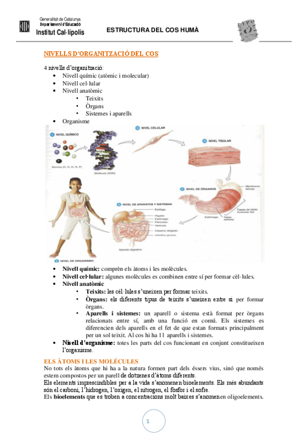 Miniatura del documento Estructura-del-cos-huma.pdf
