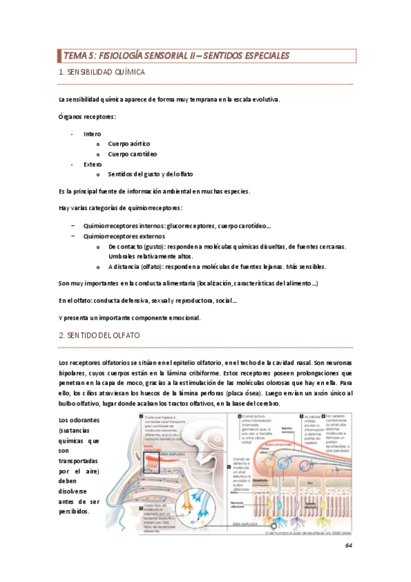 Miniatura del documento Tema-5-fisiologia-sensorial-II.pdf