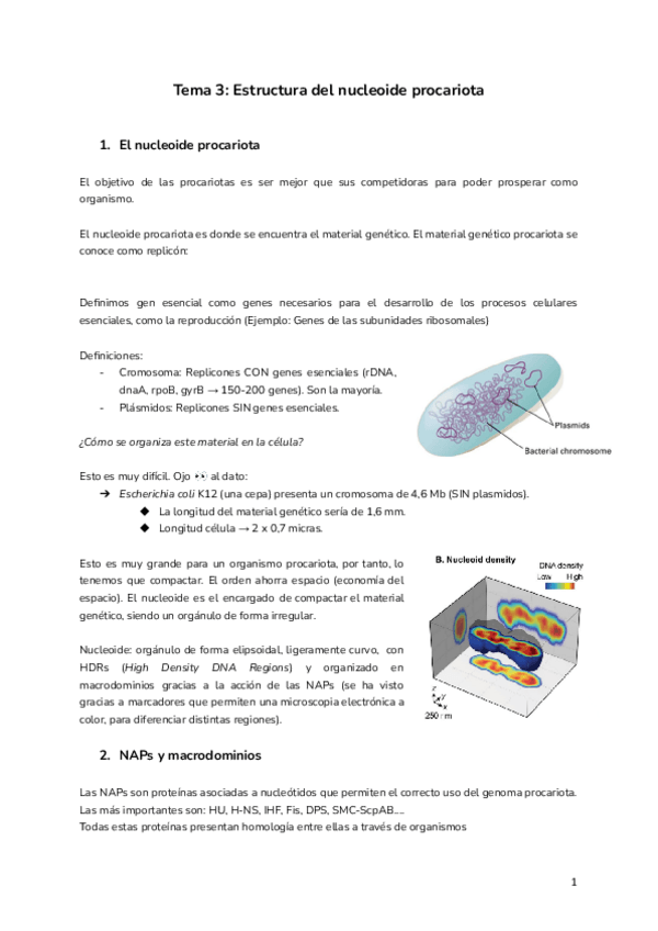 Miniatura del documento Tema-3-Estructura-del-nucleoide-procariota.pdf