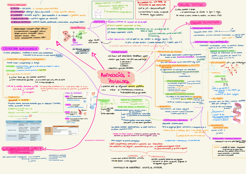 Miniatura del documento Aminoacidosi-Proteinas.pdf