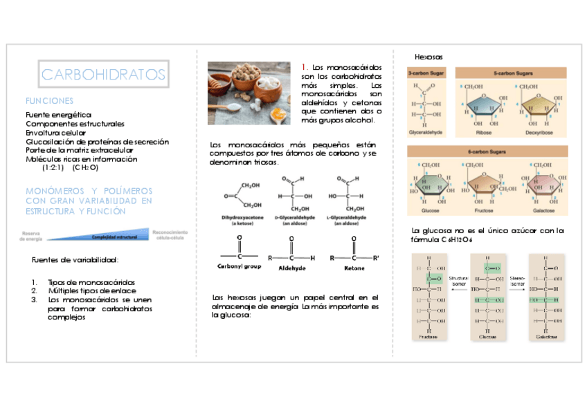 Miniatura del documento Carbohidratos-202324.pdf