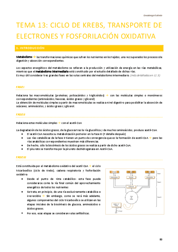 Miniatura del documento APUNTES-BIOQUIMICA-SEGUNDO-CUATRI-T13.pdf