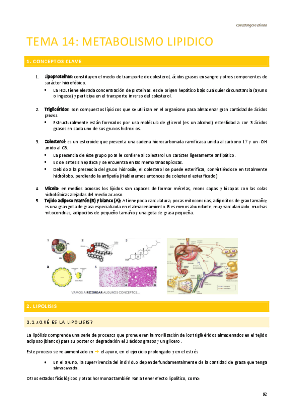 Miniatura del documento APUNTES-BIOQUIMICA-SEGUNDO-CUATRI-T14.pdf